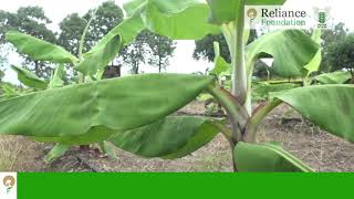 केला की सघन बागवानी तकनीक | Techniques of Banana Plantation