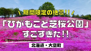 期間限定！！この時期しか見れない絶景in大空町 ひがしもこと芝桜公園の満開の芝桜が美しすぎる！！【移住先さがしの旅Vol.５】