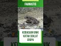 KEBIASAAN UNIK HEWAN Katak coklat eropa yang Wajib kamu TAU!!! #shorts #faunasticshorts #faktaunik