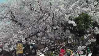 靭公園のお花見の人出２