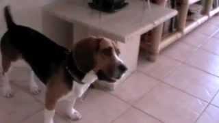 Lou the beagle becomes Lucifer and runs wild