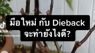 กุหลาบหน้าร้อน EP. พิเศษ: ดายแบค (Dieback) หน้าตาเป็นแบบนี้เอง มือใหม่ไปไม่เป็นเลย