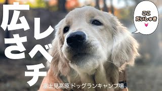 【犬連れ夫婦キャンプ】広すぎるドッグフリーサイトで秋の味覚キャンプ　富士見高原貸別荘　golden retriever 子犬 パピー