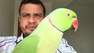 parrot টিয়ার সাথে আড্ডা 21-2-19 rasel juktibadi