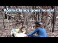 Koala Clancy goes home!