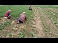 onion crops day by day growth time lapse