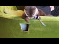 カワウソ コタロー　お気に入りのねずみをくわえて遊びまわる　otter kotaro with a mouse in his mouth