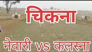 Shankar pat chikna  nevari vs khalasna #______ win#______  nevari #cow#shankarpat #viral #video