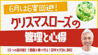 6月は6蜜回避！クリスマスローズの管理と心得