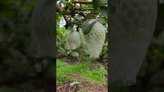 珍珠番石榴脆甜好吃，一年四季開花結果的果樹The pearl guava is crisp, sweet and delicious, fruit tree blooms all year round