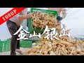 《老广的味道》第九季 第3集 金山银山｜1080P 用最简单的食材烹饪出不输珍馔的美味！