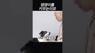 댕댕이를 키우는 이유 ㅠㅠ