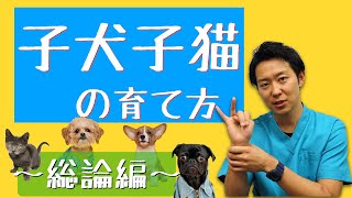 【獣医師解説】子犬子猫の育て方〜総論 編〜