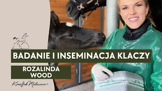 Badanie i inseminacja klaczy Rozalinda Wood