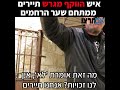 תיעוד אנשי הווקף המוסלמי מגרשים תיירים משער הרחמים