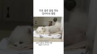 기분 좋은 꿈을 꿀때 강아지의 행동