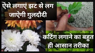 पुराने गुलदौदी के पौधे से कटिंग लगाने का आसान तरीका/Easiest way to grow guldaudi from cutting