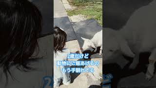 動物大好きな2歳児、どんな動物でも平気。#2歳 #子供 #日常 #子育て #子供のいる暮らし #育児 #赤ちゃん #赤ちゃんのいる生活 #toddlers #可愛い #癒し #家族