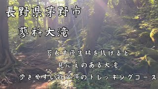 【トレッキング】蓼科大滝 原生林【癒しのBGM】