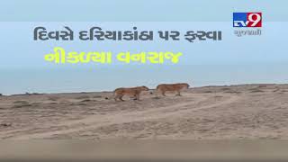 Junagadh: Leisure time for lion family around beach side- Tv9