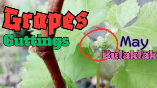 May mga bulaklak ang cuttings ng ubas namin