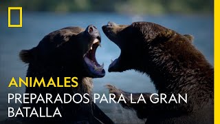 Estos osos se preparan para la batalla | NATIONAL GEOGRAPHIC ESPAÑA