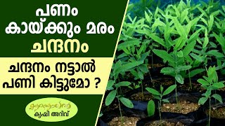 വീട്ടില്‍ ചന്ദനം നടാന്‍ പറ്റുമോ I sandal cultivation in India