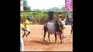 தளக்காவூர் நிர்மள் காளை திமிரான ஆட்டம் 💥மேலமங்கலம் வடமாடு மஞ்சுவிரட்டு 2024