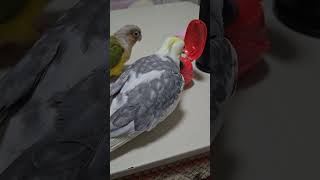 インコが炊飯器に入ったおやつを食べているだけの動画 #オカメインコ  #ウロコインコ