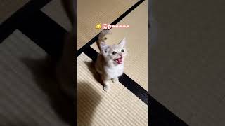 いつもはサイレント過ぎる子猫が最大限の鳴き声!! #munchkin #cat #マンチカン #short #ねこのだいふく #猫 #マンチカン部