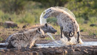 Hyenas having a pool party