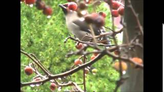 Vroege Vogels - Pestvogel (en vogelaars) in de tuin