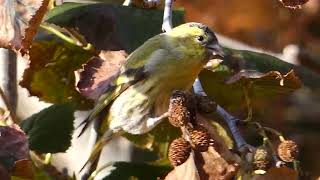 マヒワ　むしゃむしゃ　23.10 北海道【野鳥】