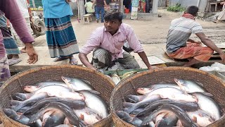 পাঙ্গাস মাছের খুচরা ও পাইকারি দাম জানুন-২০২২।