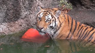 アムールトラ　サーシャちゃん　泳ぐの得意です　【浜松市動物園】Amur tiger Sasha-chan Hamamatsu Zoo