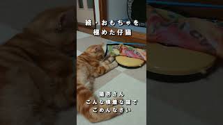 【仔猫🐈】続・キャッチミーイフユーキャン2を極めた猫　#cat #猫 #猫壱