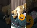 マッサージを催促する犬の尻の位置が高くて笑った！【i laughed at the high position of the dog s buttocks asking for a massage 】