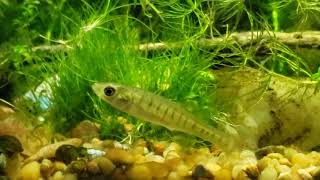 Banded Killifish, Underated Fish, Episode 1