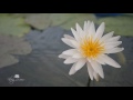 nymphaea morning star hxt isg waterlily