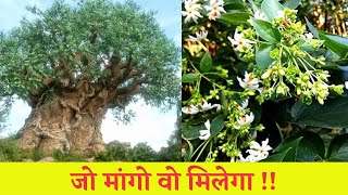 कैसे करता है कल्पवृक्ष हर इच्छा पूरी ? | Kalpavriksha Divine Tree | HindiPack