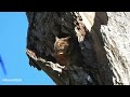 indian scops owl in kasavanahalli lake bangalore @mahadevputra sabyasachi