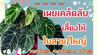 Anthurium Crystallinum | เคล็ดลับเลี้ยงให้ใบสวยห่างไกลแมลงรบกวน