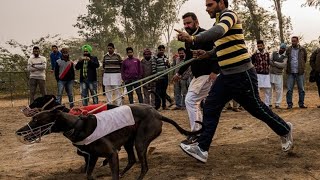 Final race ||Blue diamond (v/s) loafer || greyhound dog race @HaiderKhan-182