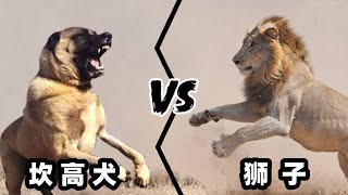 狮子vs坎高犬，如果猫科老大和犬科三哥单挑，谁会笑到最后呢？