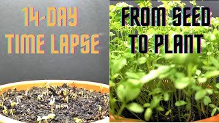 ORGANIC TIMELAPSE-Garden Cress-14 Day Timelapse