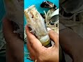 How to Clean Shrimp Fish#shorts #shortsvideo  llAysha's mom Cooking