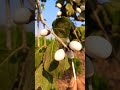 white sheetwhite biba seeds tree s 📲 8421332019 safed bhilawa price in india8421332019white biba