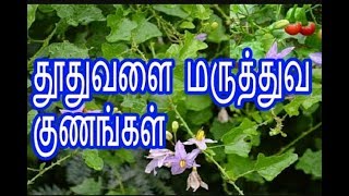 தூதுவளை மருத்துவ பயன்கள்(Thuthuvalai maruthuva payangal in tamil) salem easy samaiyal