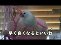 白文鳥しらすが病気！？動物病院で診てもらいました。