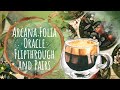 Arcana Folia Oracle Deck Flip-Through + Perfect Tarot Pairings